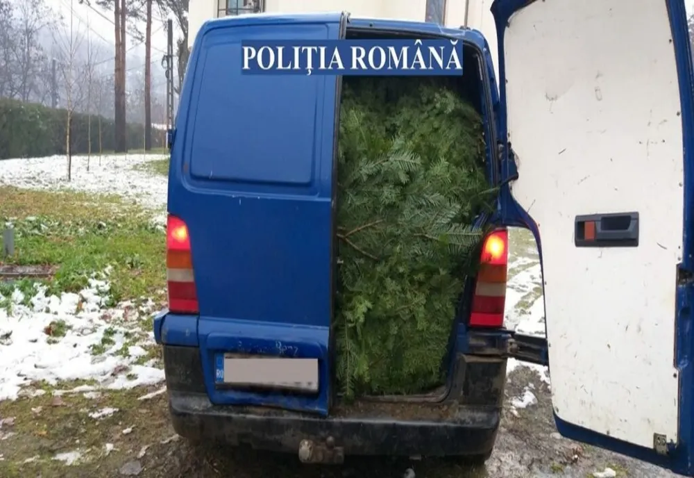 Peste 4.000 de pomi de Crăciun, tăiați ilegal, confiscați de polițiști 