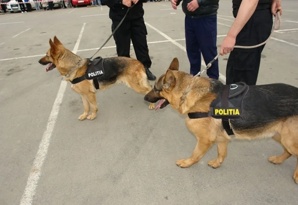Câinii de intervenție ai IPJ Ilfov, scoși la patrulare