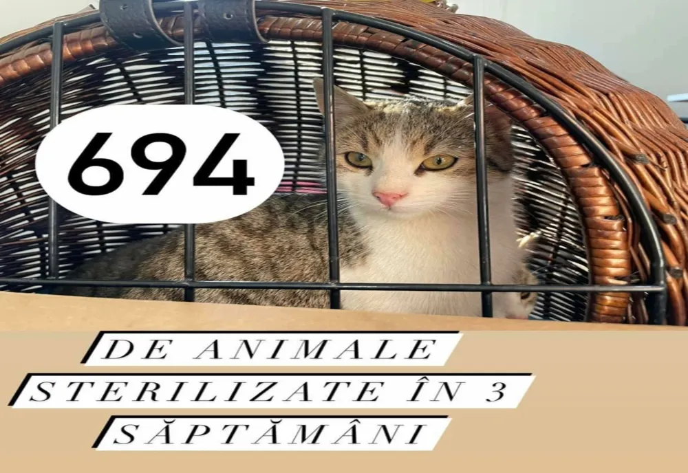 Aproape 700 de câini și pisici sterilizate în Ilfov