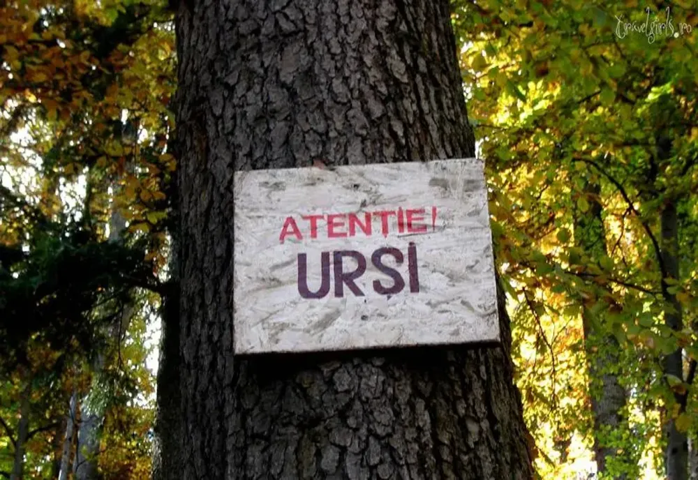 Ciolpani: Avertisment! Urs în pădurea Scroviștea! 