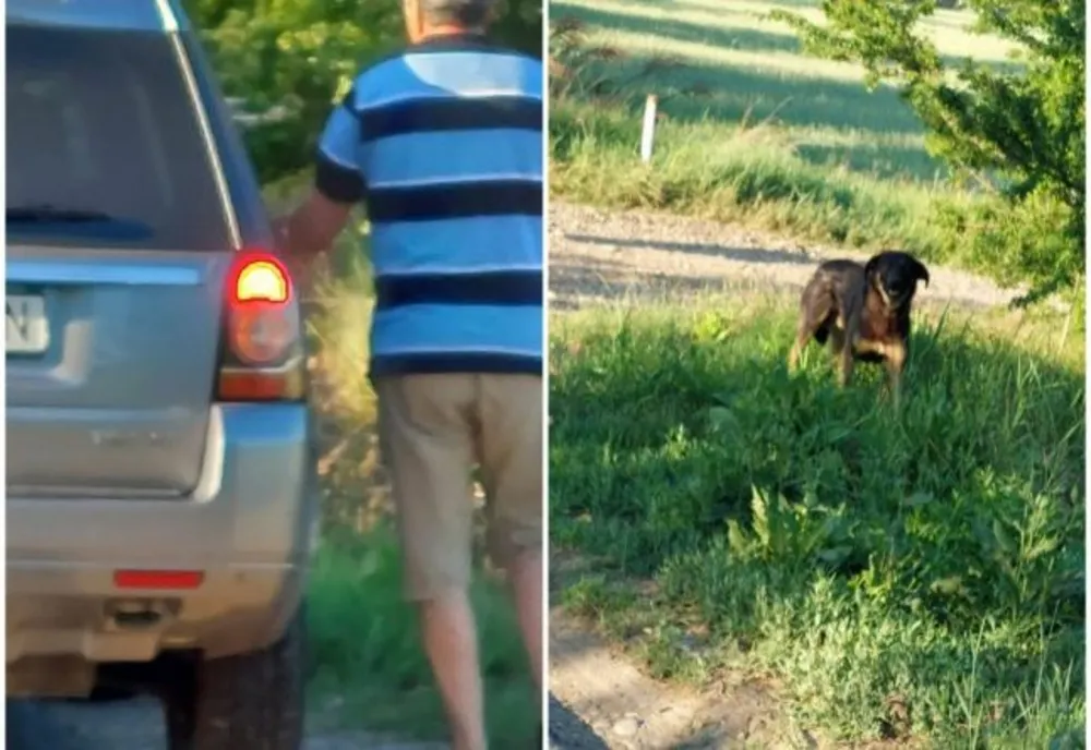 Ilfov: Un bărbat a fost amendat cu 12.000 de lei după ce şi-a abandonat câinele  