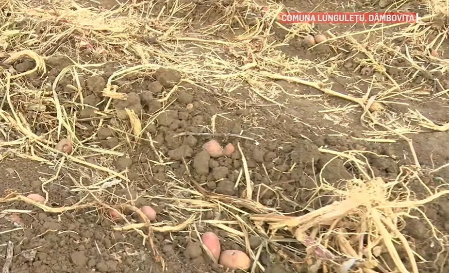 Criză uriașă în agricultură! Fermierii pregătesc un protest de amploare: "Nu mai putem continua"