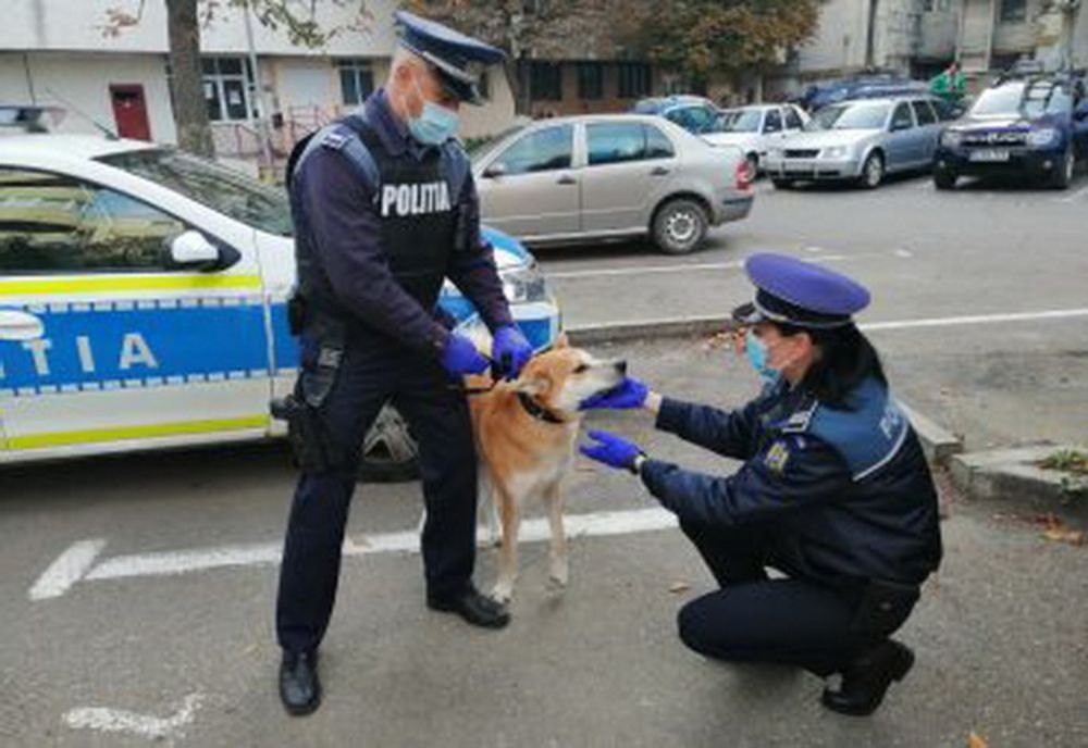 Atenție la noile norme privind protecția animalelor!
