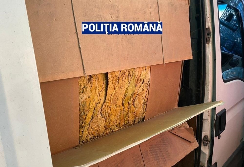 Percheziții domiciliare în Ilfov și Prahova la persoane specializate în producția și comercializarea de tutun