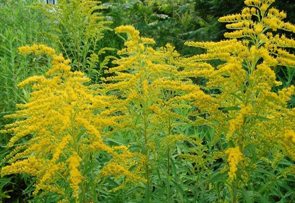 Autoritățile din Pantelimon acționează pentru combaterea ambroziei de pe toate terenurile care aparțin domeniului public