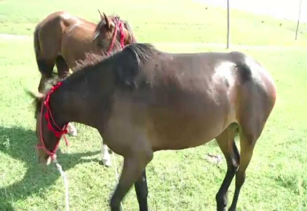 Un bărbat din 1 Decembrie a furat trei cai de pe un islaz din Călugăreni