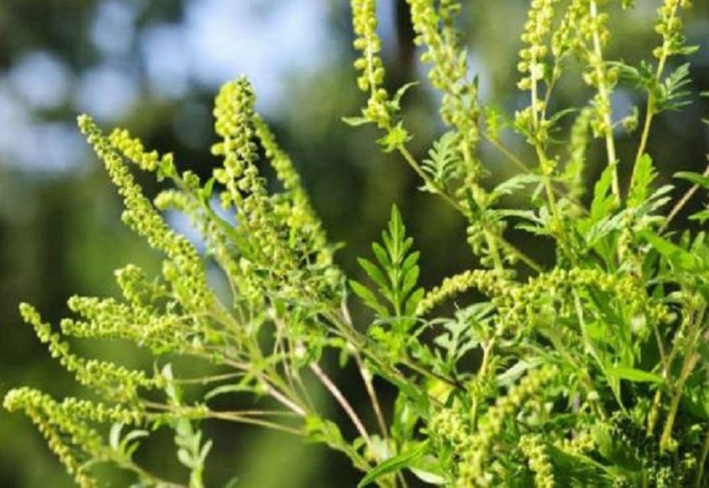 Începe distrugerea ambroziei în orașul Pantelimon