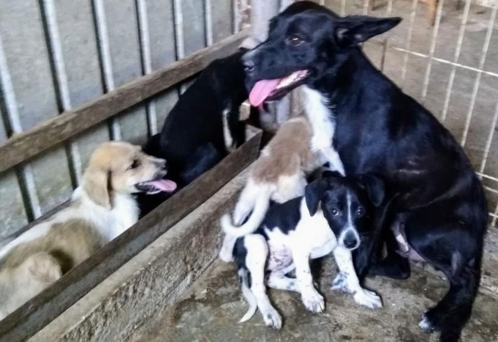 Caravana responsabilității în București-Ilfov