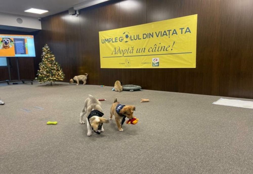 181 de căței, adoptați de la CJ Ilfov