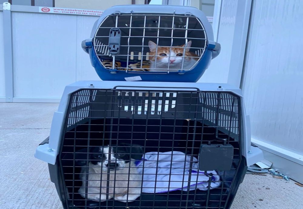 Ilfov. Campanie de sterilizare gratuită pentru câini şi pisci