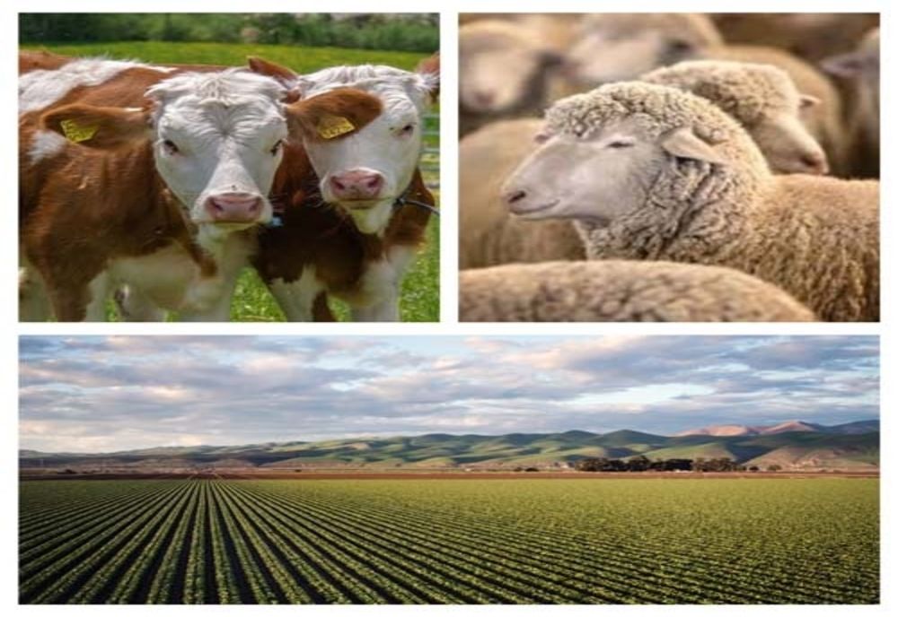 Ajutoare de stat pentru crescătorii de animale. Cine le poate solicita