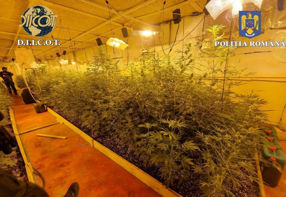 Ilfov. Percheziţii pentru destructurarea unei grupări specializate în traficul de droguri de mare risc