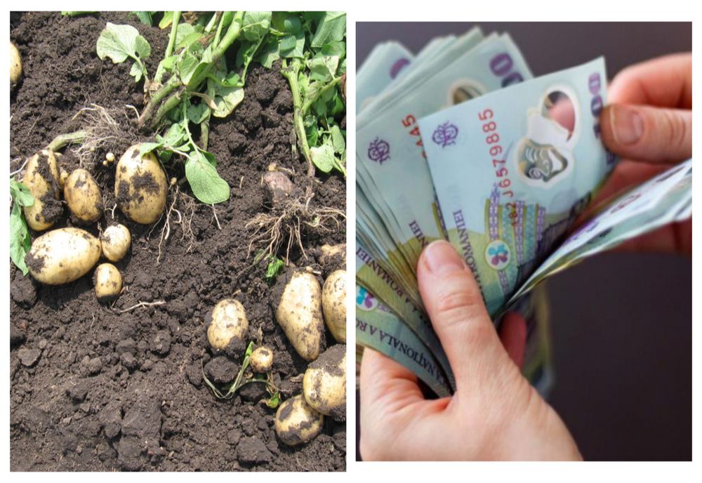 Programul de sprijin pentru cultivatorii de cartofi şi de struguri de masă, aprobate de Guvern