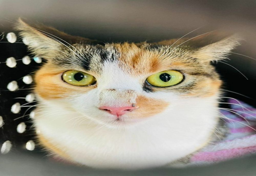  267 de pisici sterilizate, în Popești-Leordeni, în cadrul campaniei de sterilizări gratuite pentru pisici de rasă comună