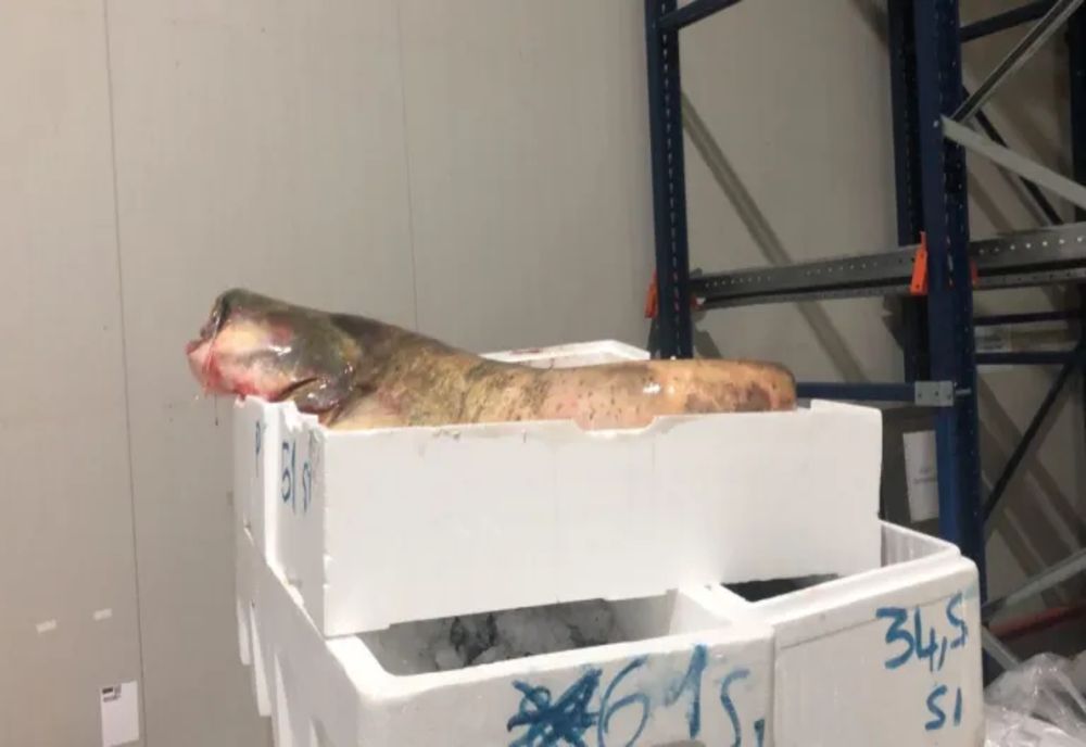 ANPC a controlat importatorii și distribuitorii de pește din zona București-Ilfov 