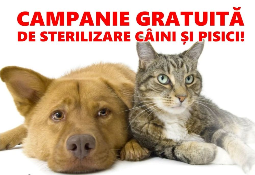 "Campanii record" de sterilizări gratuite pentru câini şi pisici de rasă comună