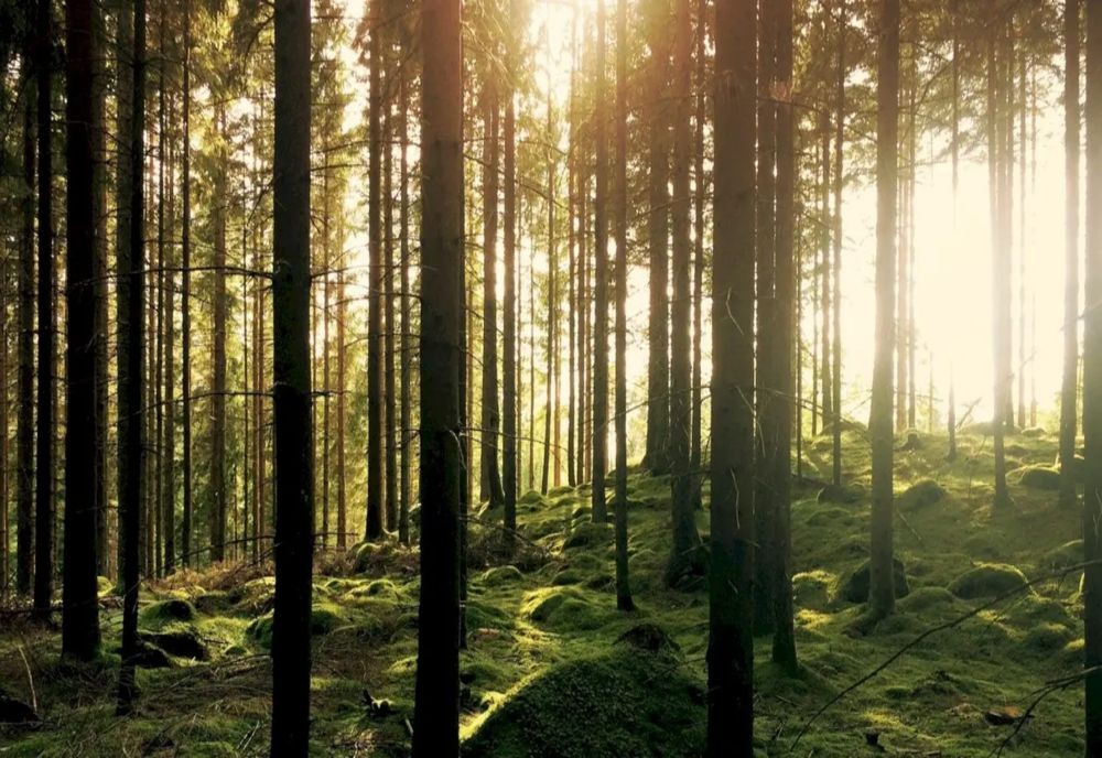 Ilfov. Centura Verde a Capitalei, gura de aer de care are nevoie orașul