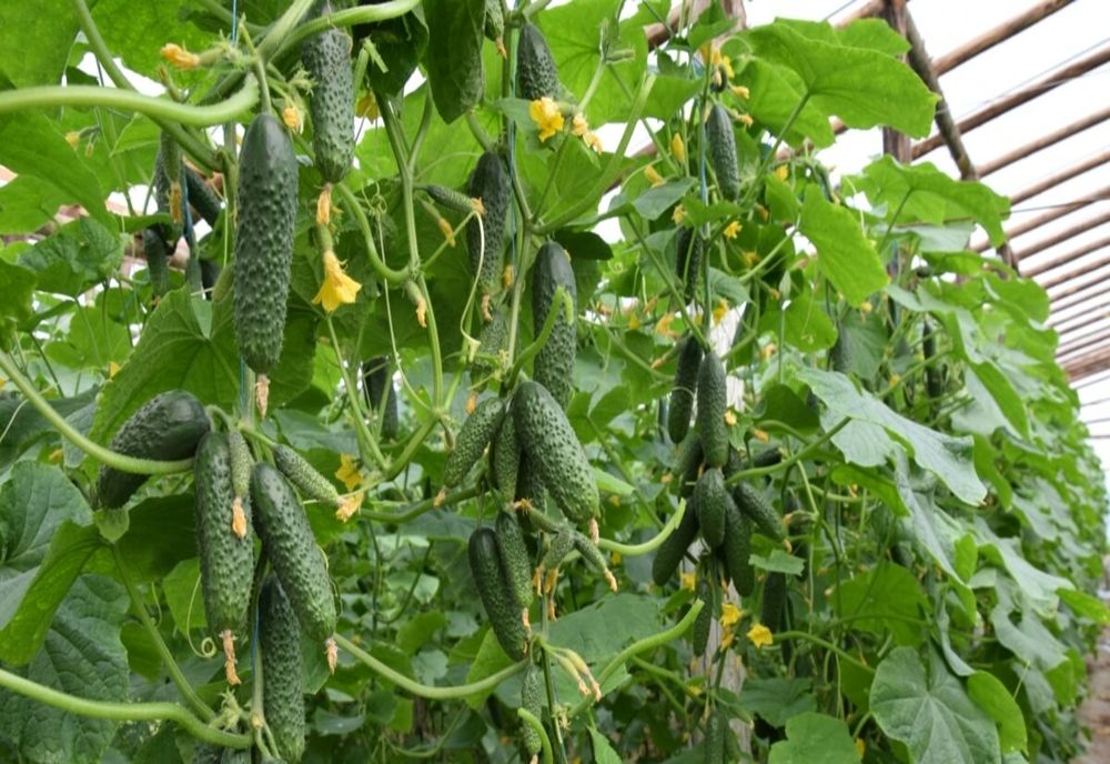 Trei legumicultori din Ilfov și Buzău, cercetați penal pentru folosirea substanţelor chimice neautorizate