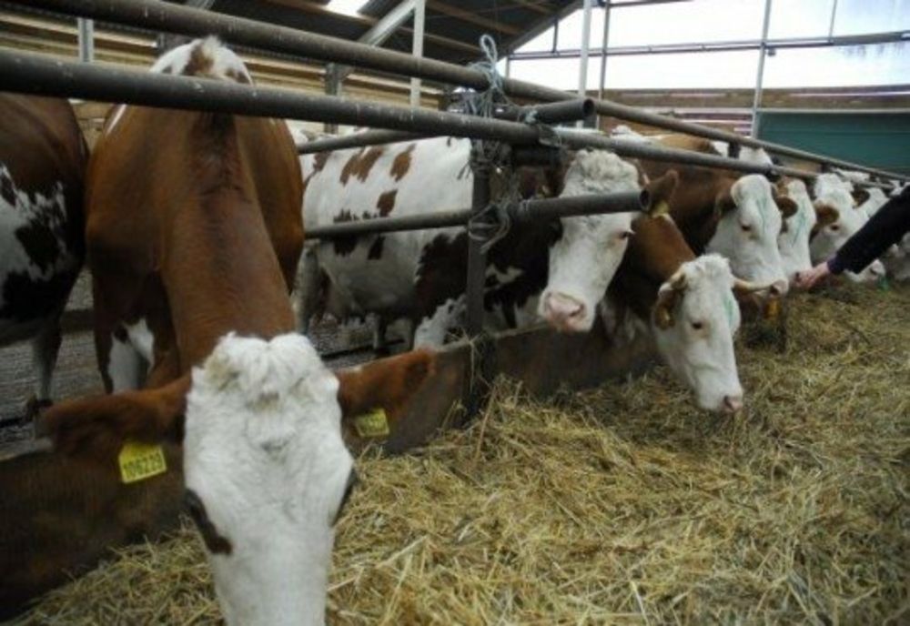 RECOMANDĂRI PENTRU PROPRIETARII DE ANIMALE, AVÂND ÎN VEDERE PRECIPITAŢIILE ABUNDENTE ANUNŢATE