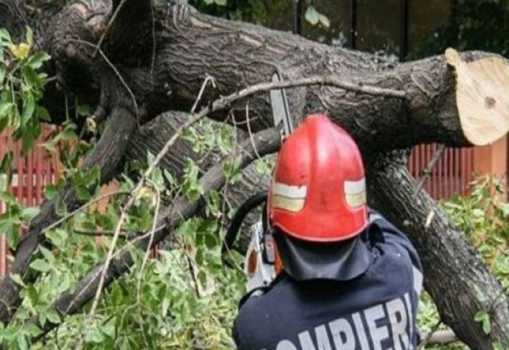 Zeci de copaci căzuți în București în urma vijeliei. LISTA străzilor afectate