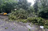 Furtuna a făcut ravagii în Capitală. Mai mulți copaci au fost doborâți de vântul puternic -FOTO