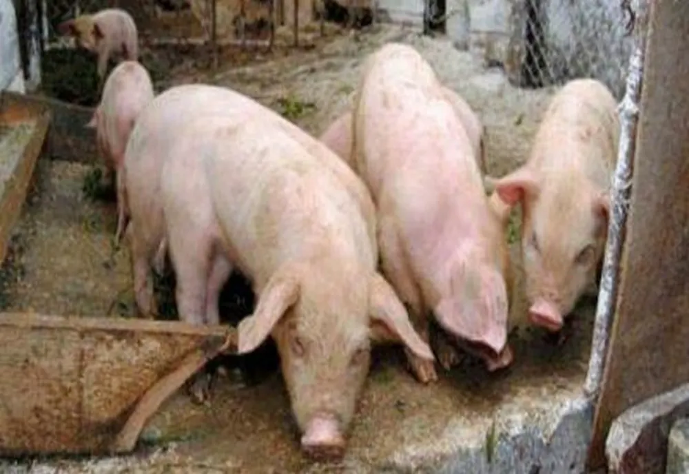 300 de focare active de pestă porcină africană, în 29 de județe. Cele mai multe sunt în Giurgiu și Ilfov