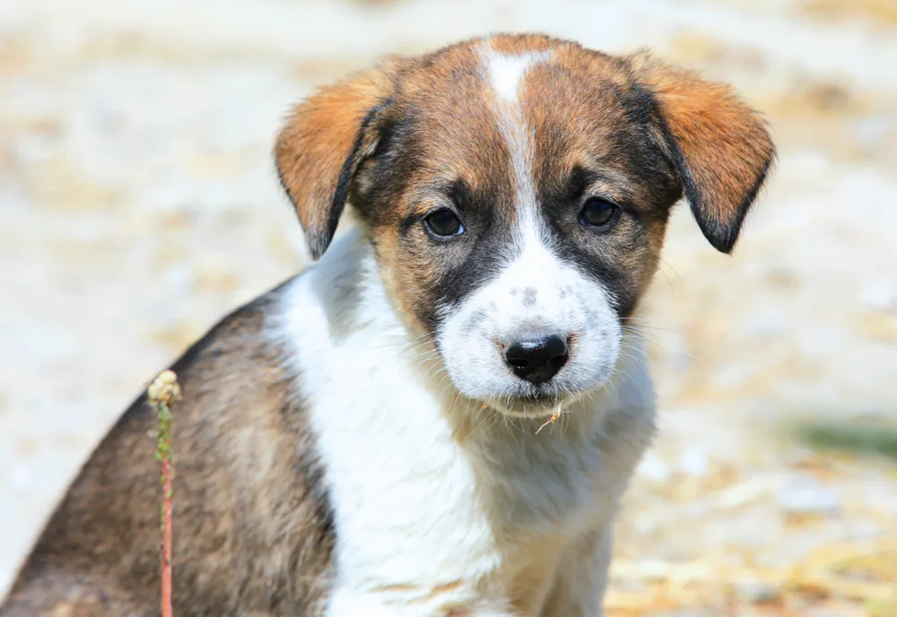 Afumați: Târgul de adopții se amână pentru 5 iunie 
