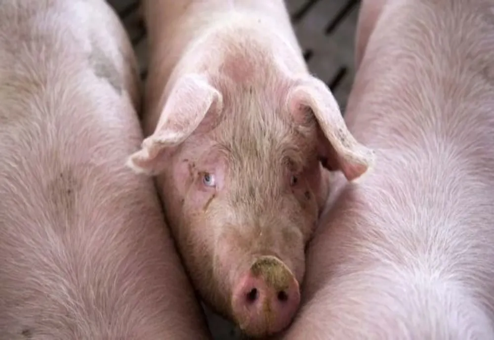 Pesta porcină schimbă regulile după care românii pot crește porci în gospodării 