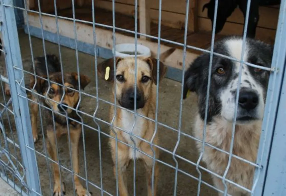 Consiliul Județean Ilfov lansează platforma de adopții pentru animale www.ilfovadopta.ro