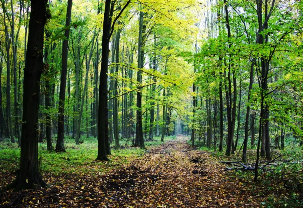 INCIDENT ȘOCANT ÎN PĂDUREA MOGOȘOAIA: UN BĂRBAT, PAZNIC, A FOST GĂSIT ÎMPUȘCAT
