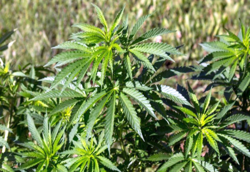 Traficanți internaționali de droguri, prinși de polițiști și procurorii DIICOT