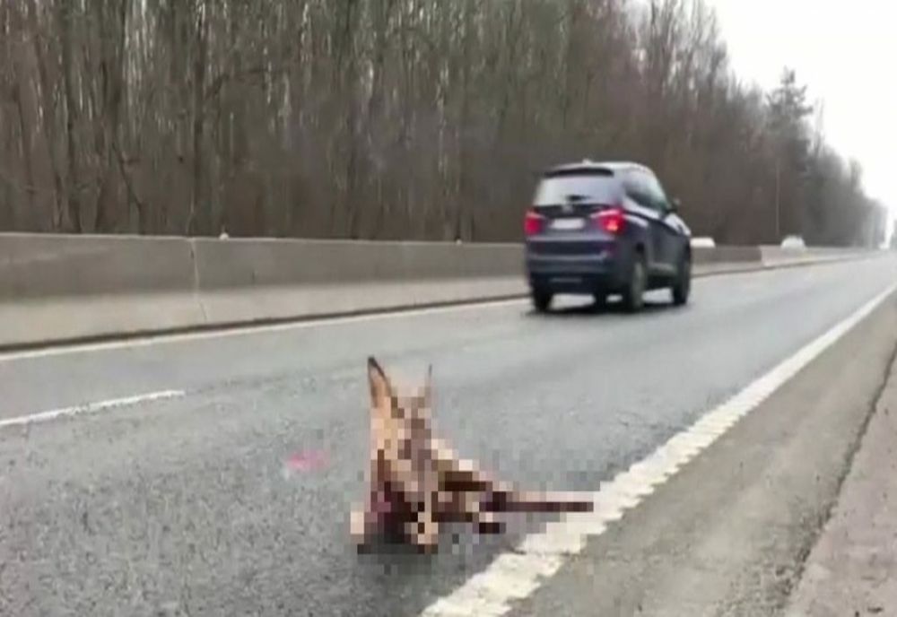 Căprioară lovită de mașină pe DN 1, la Ciolpani