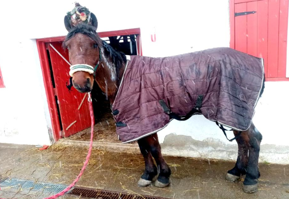 Gest inuman în Ilfov. Un bărbat și-a înhămat calul la căruță și l-a incendiat