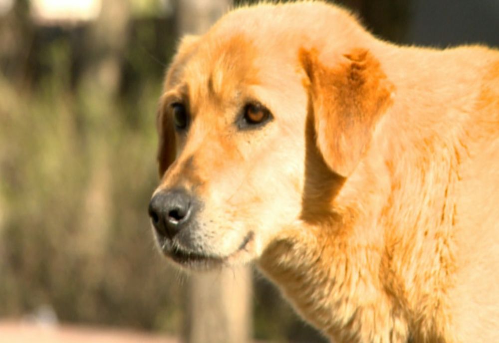 Ilfov. Strategie pentru adoptarea și sterilizarea câinilor fără stăpân