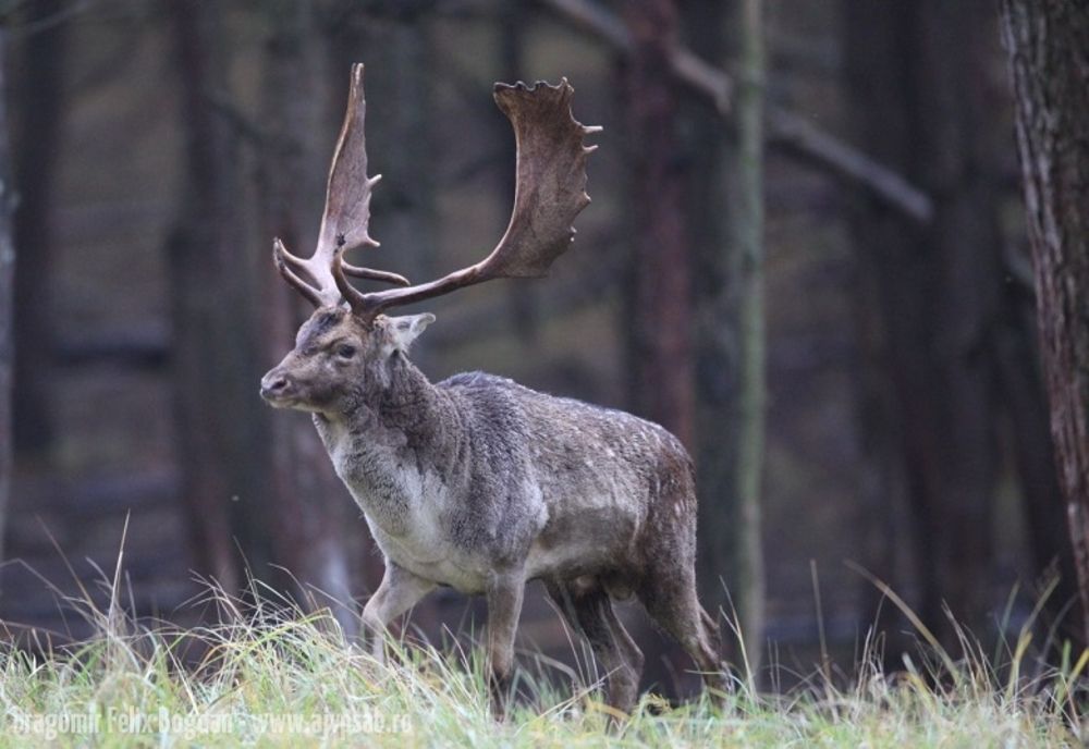 Cerbi lopătari descoperiți în fondul de vânătoare de la Brănești