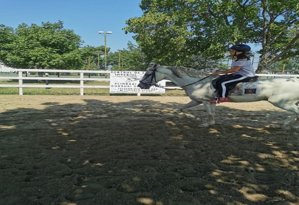 Plimbări gratuite cu trăsura, la primul târg de adopții de câini si de pisici din Ilfov 