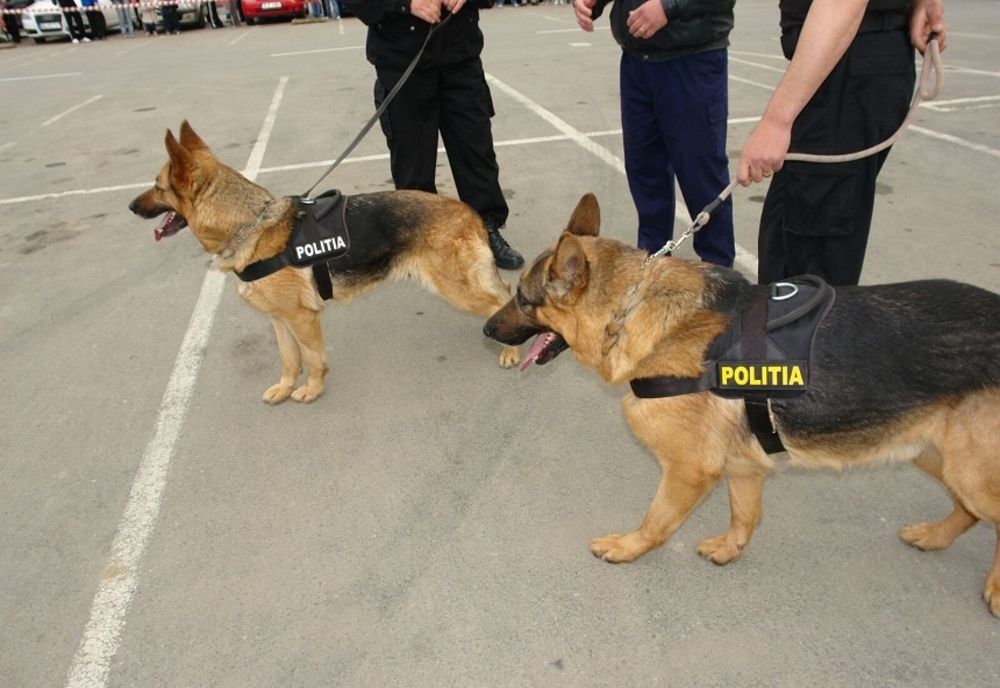 Câinii de intervenție ai IPJ Ilfov, scoși la patrulare