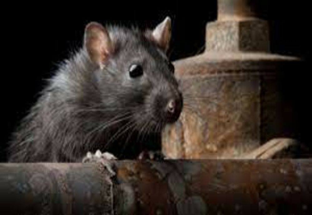 Copil de 2 ani, din Chiajna, muşcat de picior de un şobolan - VIDEO