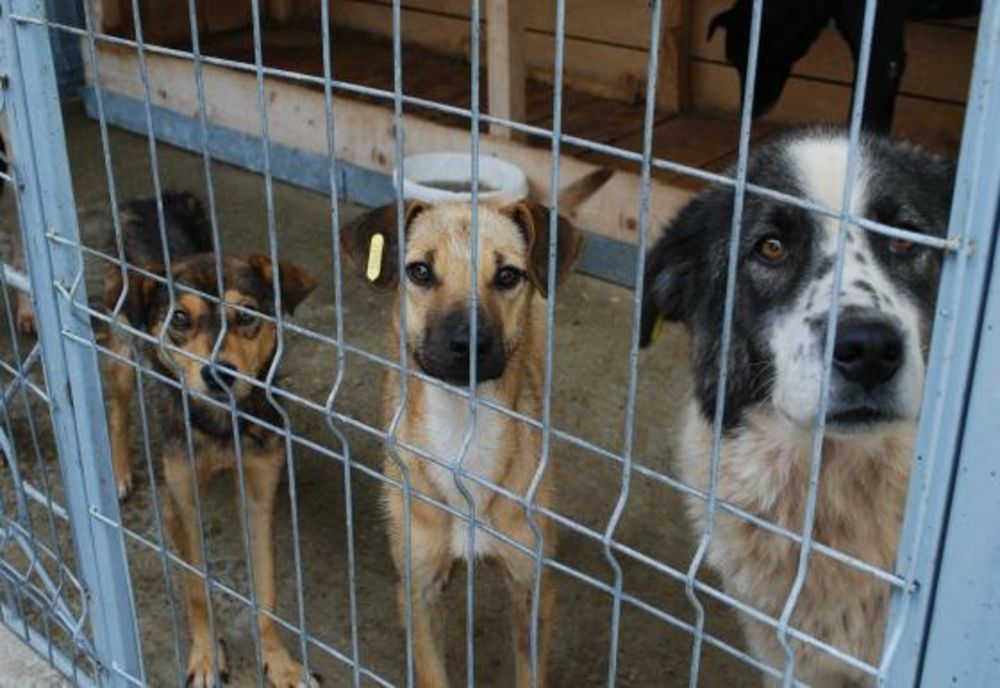 Consiliul Județean Ilfov lansează platforma de adopții pentru animale www.ilfovadopta.ro