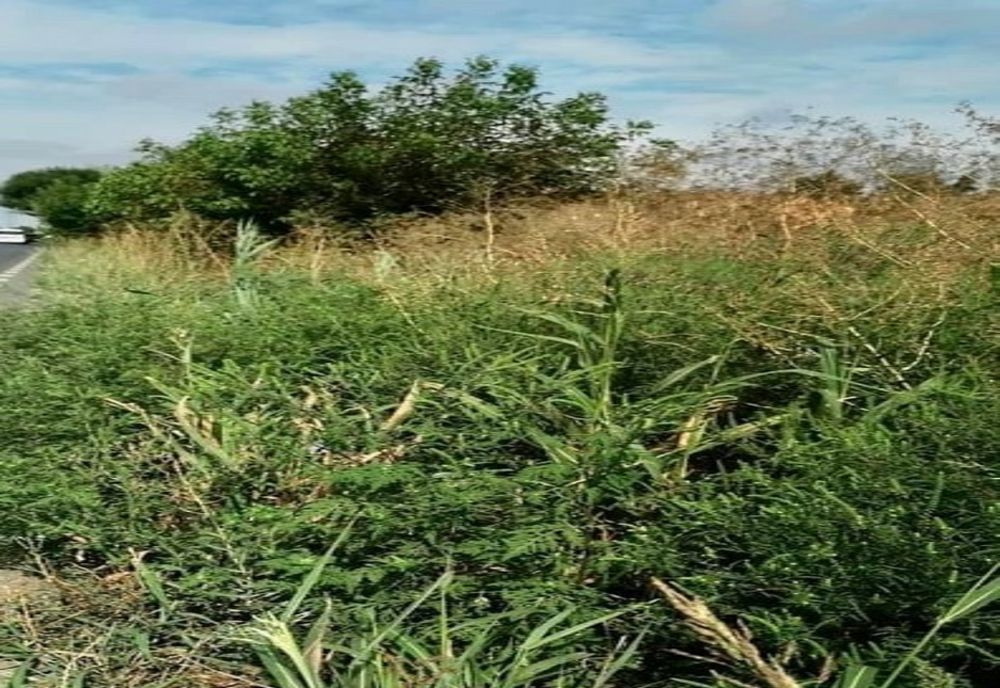 llfov. Tratamente pentru combaterea ambroziei pe 1 și 2 septembrie