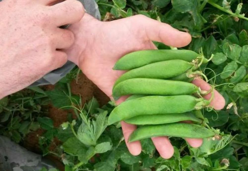 Ilfov. Locuri de muncă pentru cei care vor să muncească în agricultură în Danemarca și Portugalia 