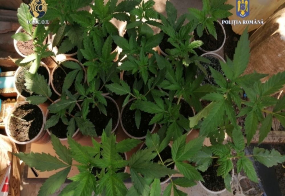 Ilfov. Percheziţii domiciliare la traficanţii de droguri. Trei bărbaţi au fost reţinuţi