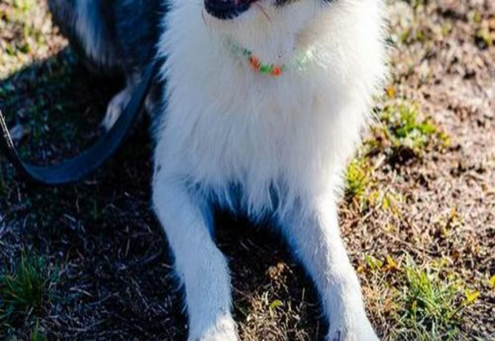 Târg de adopţii pentru câini şi pisici, la Mogoşoaia