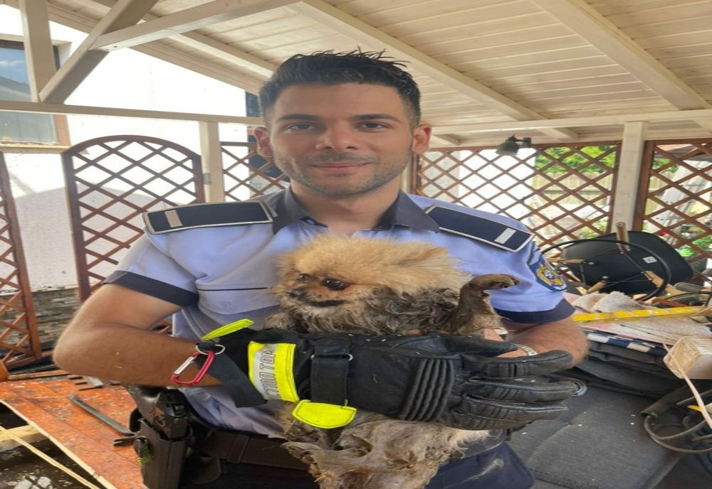 Doi câini au fost salvați dintr-un incendiu, de către un polițist ilfovean