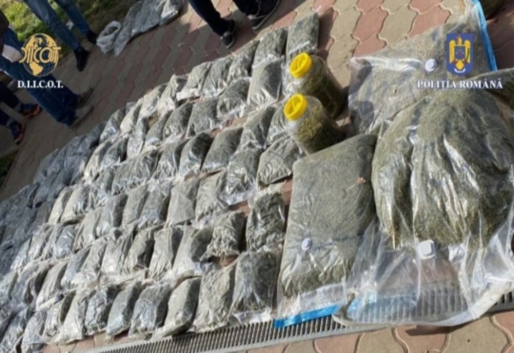 Percheziţii domiciliare în Ilfov la traficanţii de droguri