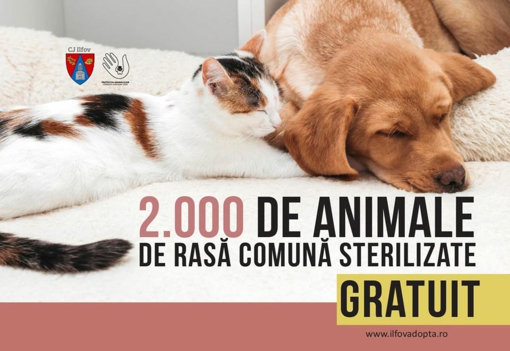 Ilfov. S-a trecut pragul de 2000 animale de rasă comună, câini şi pisici, sterilizate gratuit