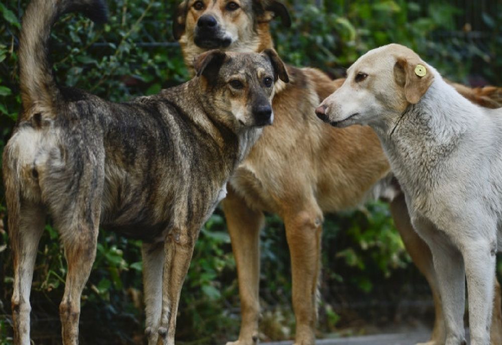 Localitățile din Ilfov sunt pline de maidanezi. La aproape o săptămână de la decesul Anei Oroș