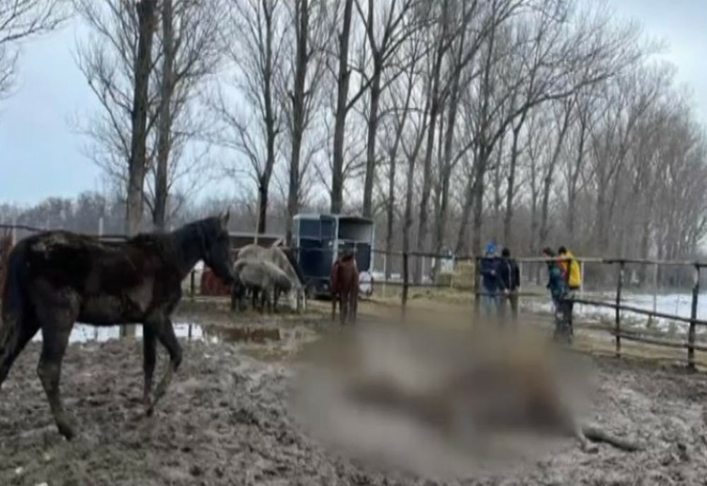 Zeci de animale, lăsate să moară de foame, în Ilfov