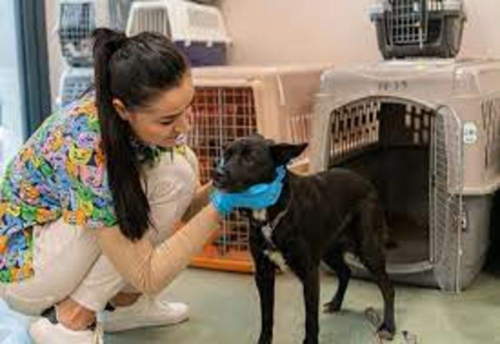 4.000 de animale de rasă comună, sterilizate gratuit de CJ Ilfov