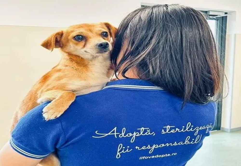 Ilfov. Sterilizări în localitatea 1 Decembrie